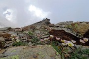 74 Fioriture di ranuncolo glaciale (Ranunculus glacialis) 